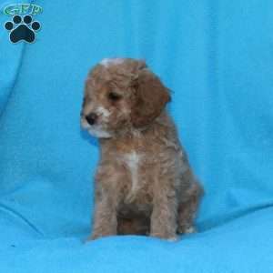 Splash, Cockapoo Puppy